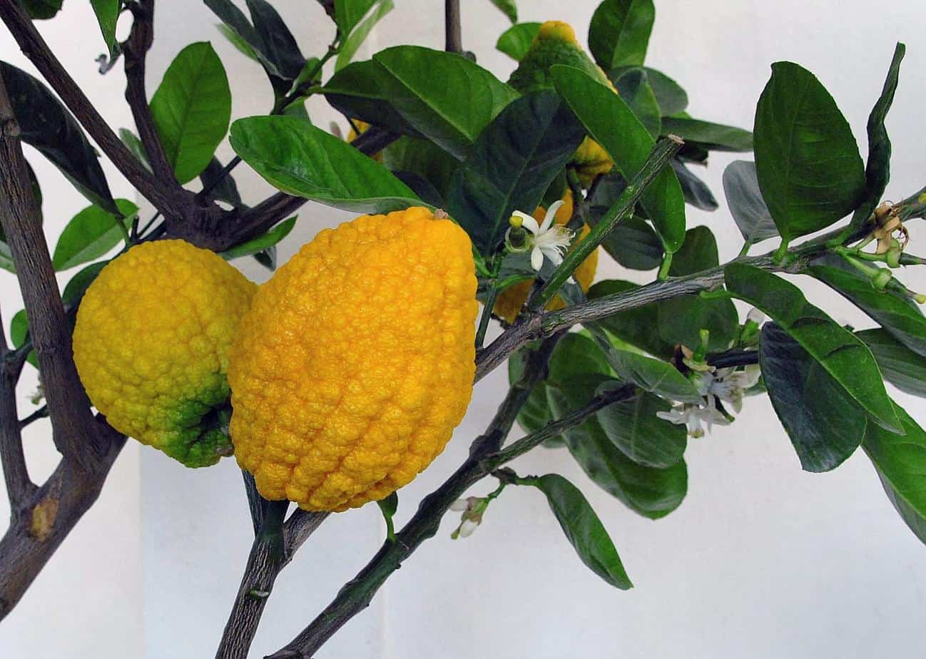La taille du citronnier : Fructification et formation - Cmonjardinier