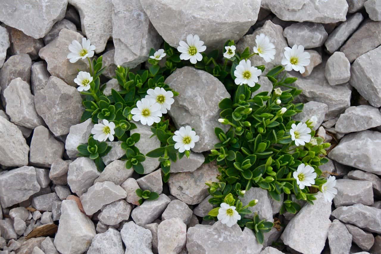 exemples de plantes de rocaille
