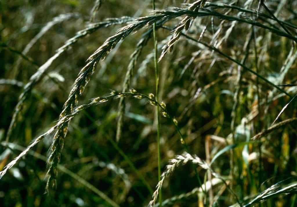 Graines de Gazon Ray-Grass Anglais pour Tapis Épaisse Et Résistant